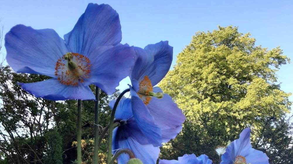 Arley Garden Festival 2027 (show gardens, Animal Teach, fun dog show, children's entertainment)