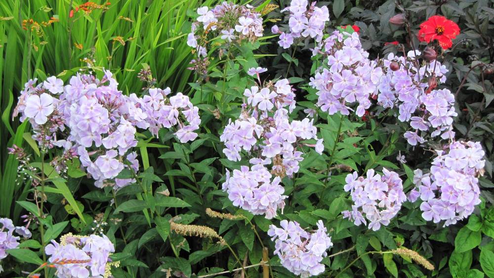 Outdoor theatre: Much Ado About Nothing (The Lord Chamberlain's Men) in the Walled Garden