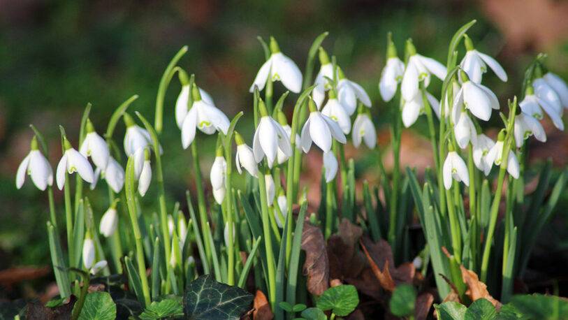 Arley Hall open for February half term (hall tours with the gardens)