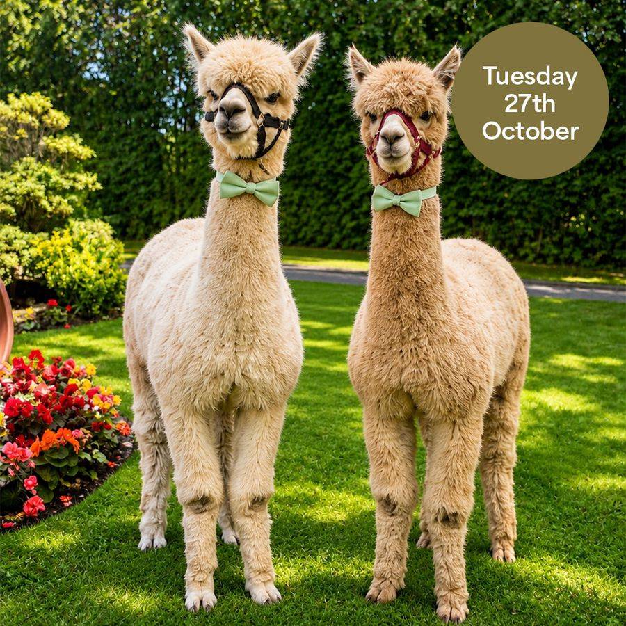 Meet & Feed the Alpacas (Buzz and Woody)