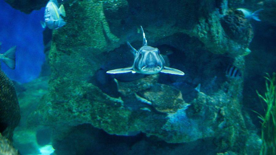 Boo! Planet Aquarium (Halloween half term)