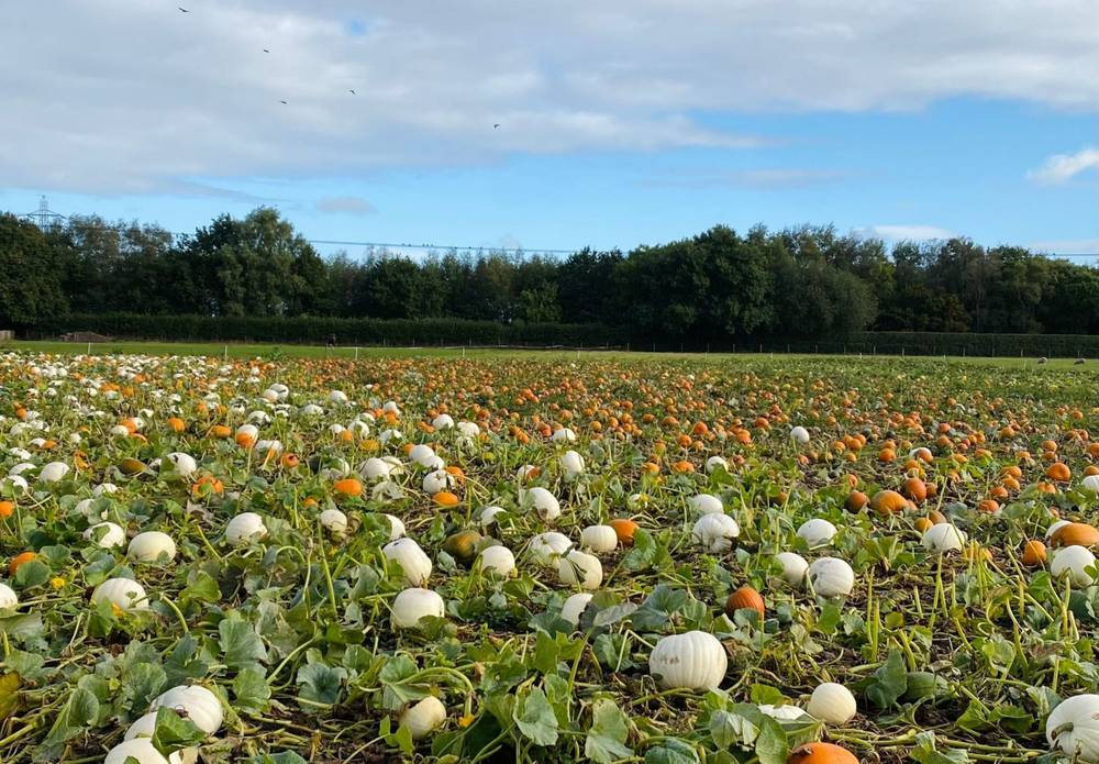 Pumpkin Picking at Brookheys Farm