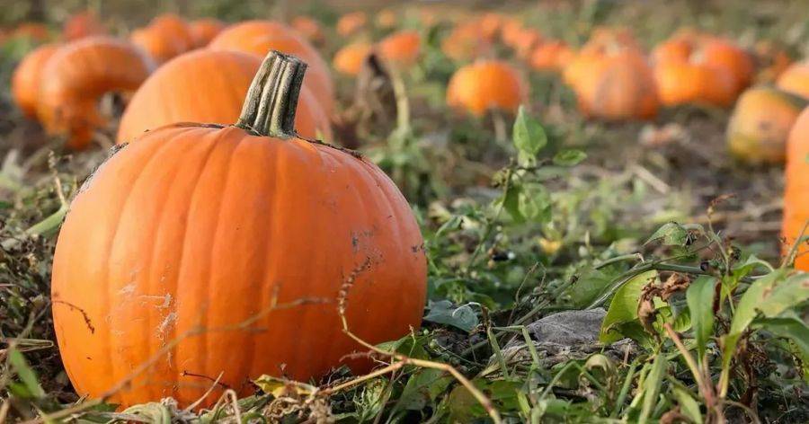 Farmer Bertie's Pumpkin Patch (walk-in picking)