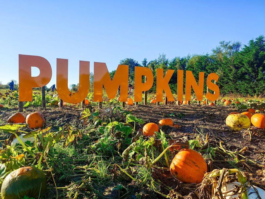Grange Farm Pumpkin Festival (timed pumpkin field, funfair, carving tent)