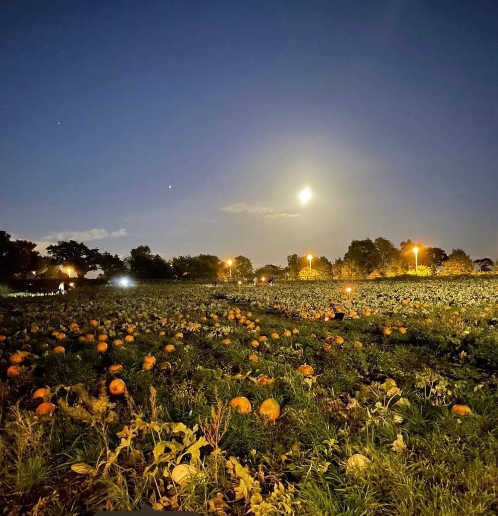 High Legh Pumpkin Patch (weekends, Moonlit Fridays, Half-Term Golden Pumpkin Hunt)