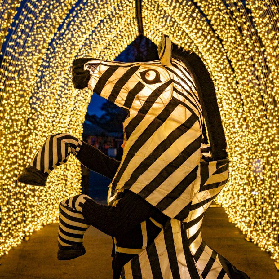 Lanterns & Light at Chester Zoo