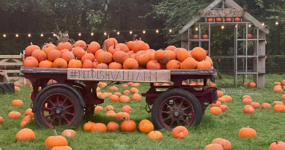 Halloween Pumpkin Festival at Reddish Vale Farm