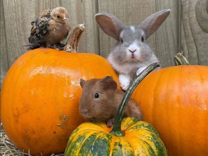 Pumpkin Patch and Halloween Special at Smithills Open Farm