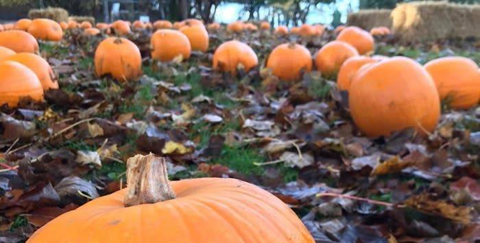 Pumpkin Pickin' at Haigh