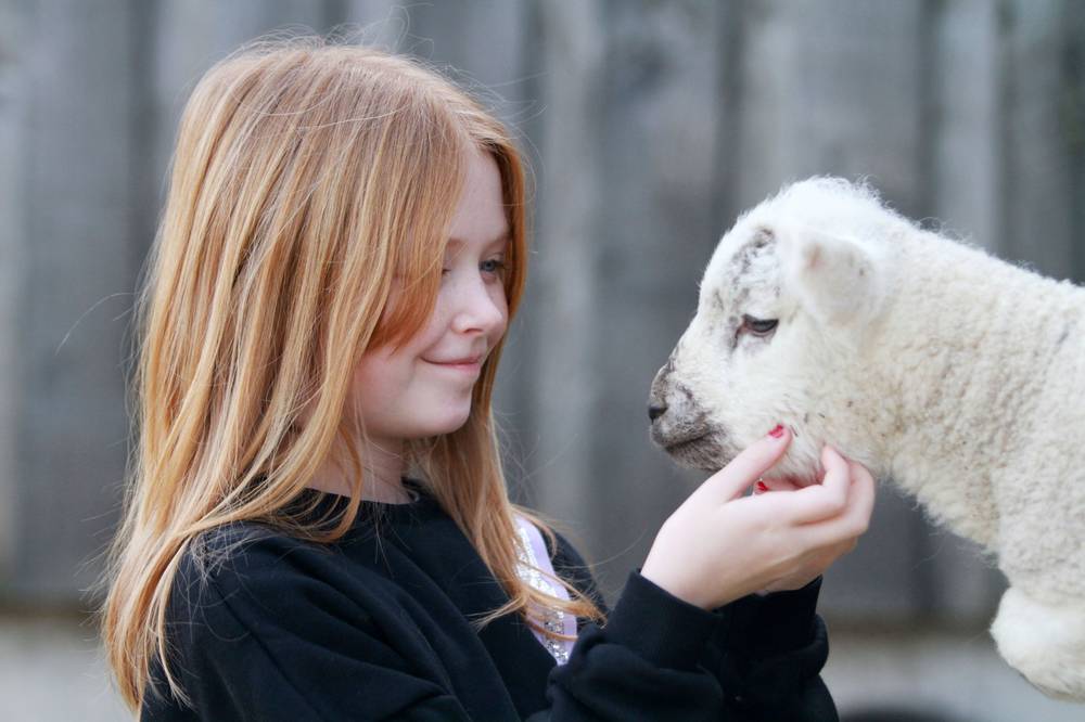 Reaseheath Lambing & Zoo Weekend (newborn lambs, mini zoo, farmers' market)