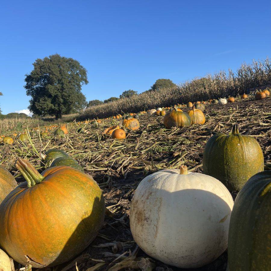 Seven Sisters Pumpkin Patch and Creamatorium maize maze