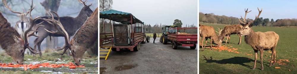 Deer Feed Trailer Ride with the Rangers (February half term)