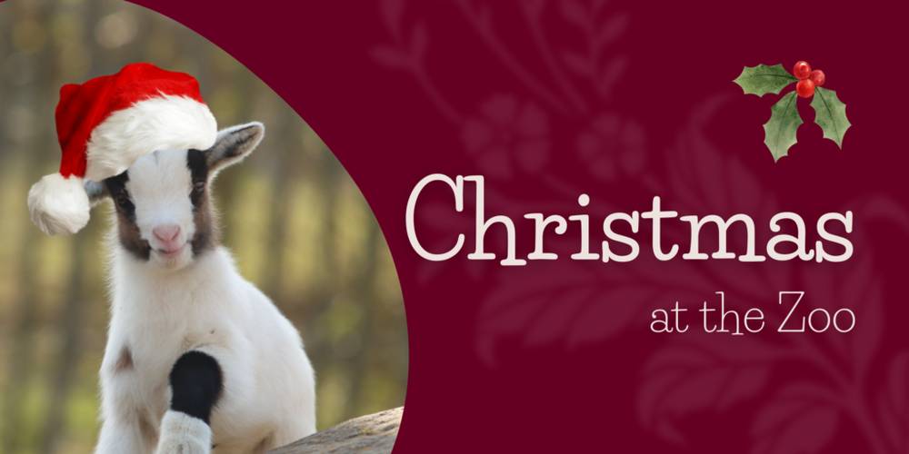 Christmas at the Zoo (guided tour of the Children's Zoo plus bauble craft)