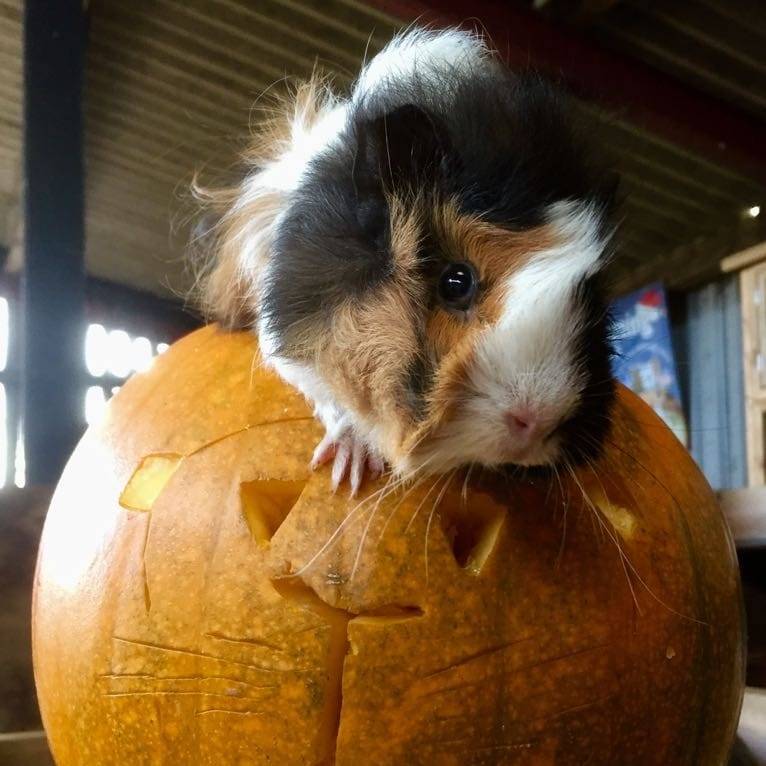 The Great Pumpkin Picking Adventure at Windmill Animal Farm