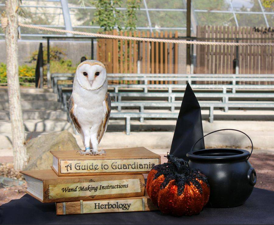 Wizarding Wildlife School VIP Experience