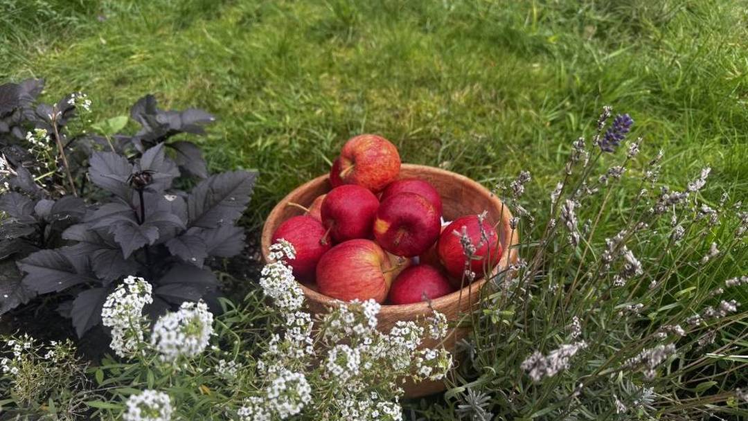 Apple Day at Longford Park