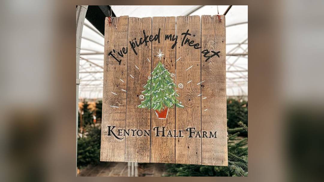 Christmas trees at Kenyon Hall Farm (indoor tree forest)