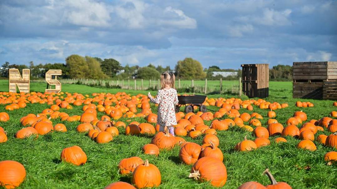 Farmer Ted's Pumpkin Festival