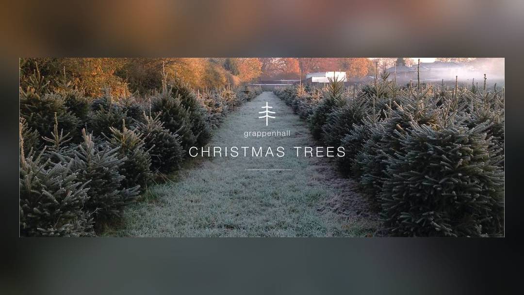 Grappenhall Christmas Trees (choose in the field, cut for you)