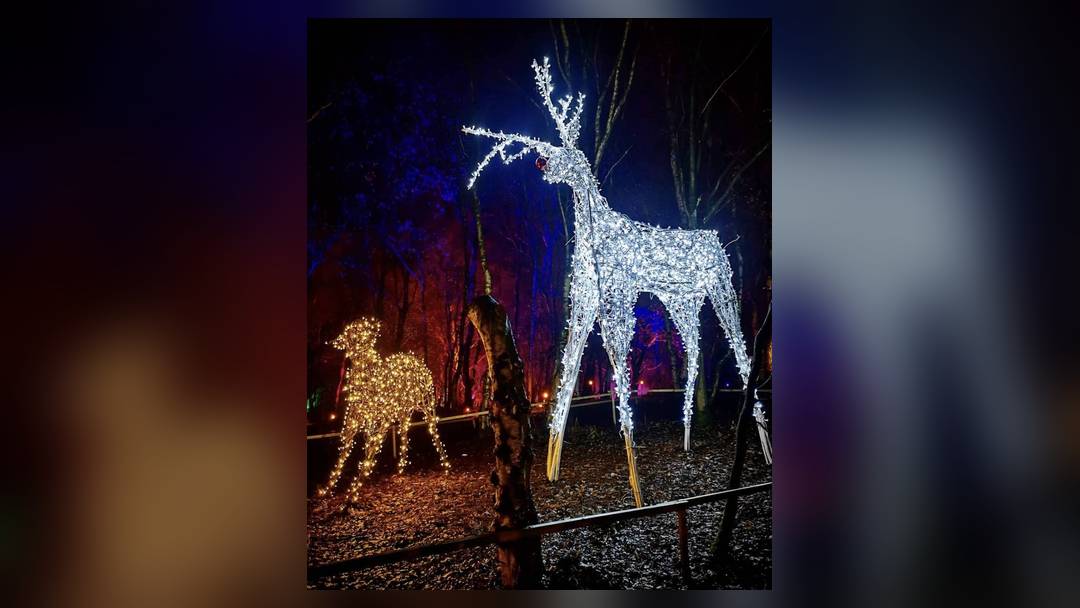Magical Woodland at Christmas at Blakemere (light trail with Santa and Mrs Claus)