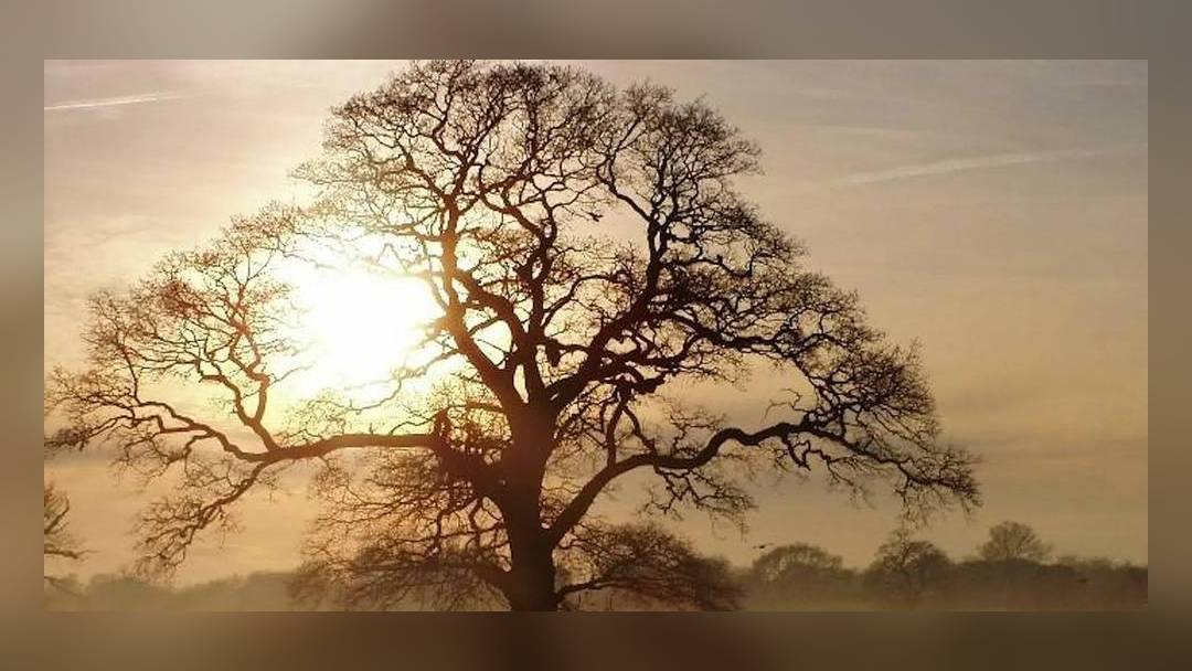 Middlewood Way Tree Wander with a ranger
