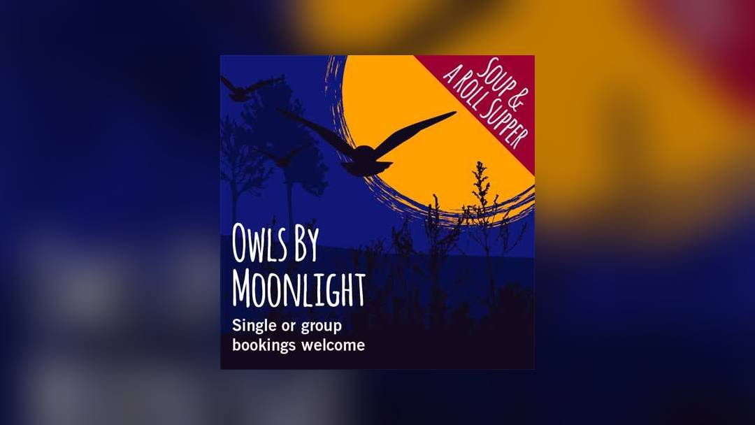Owls by Moonlight