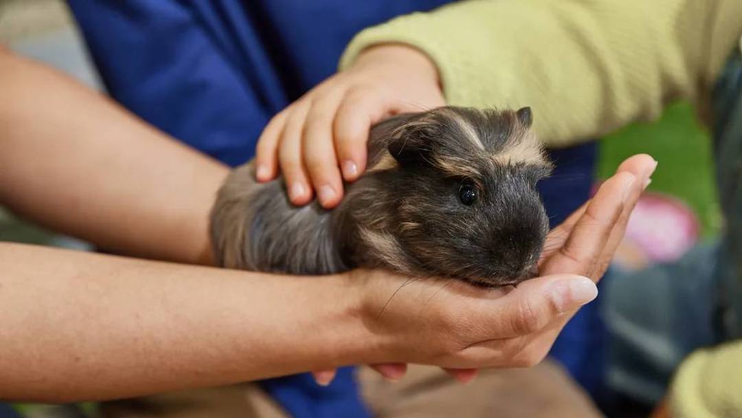 Pet Pals pet care workshop (half-term)