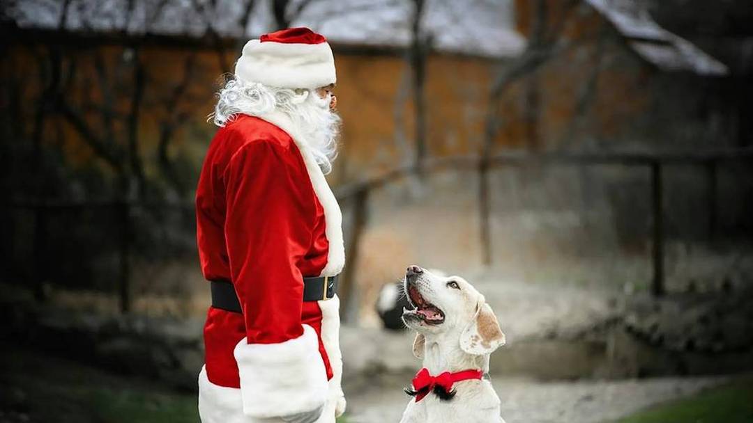 Pet Pictures with Santa at The Dunham Barn