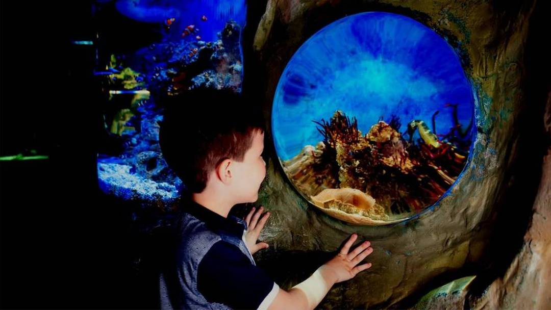 Quiet Sunday morning at SEA LIFE Manchester (sensory-friendly session)