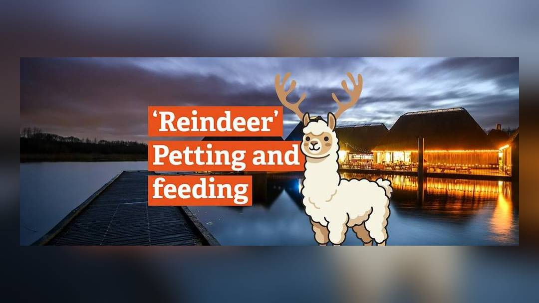 'Reindeer' petting and feeding (alpacas in festive hats) at Brockholes