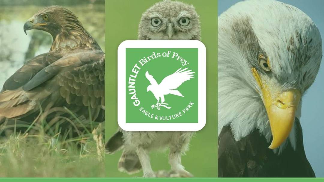 Half-term pumpkin carving competition and daily bird shows