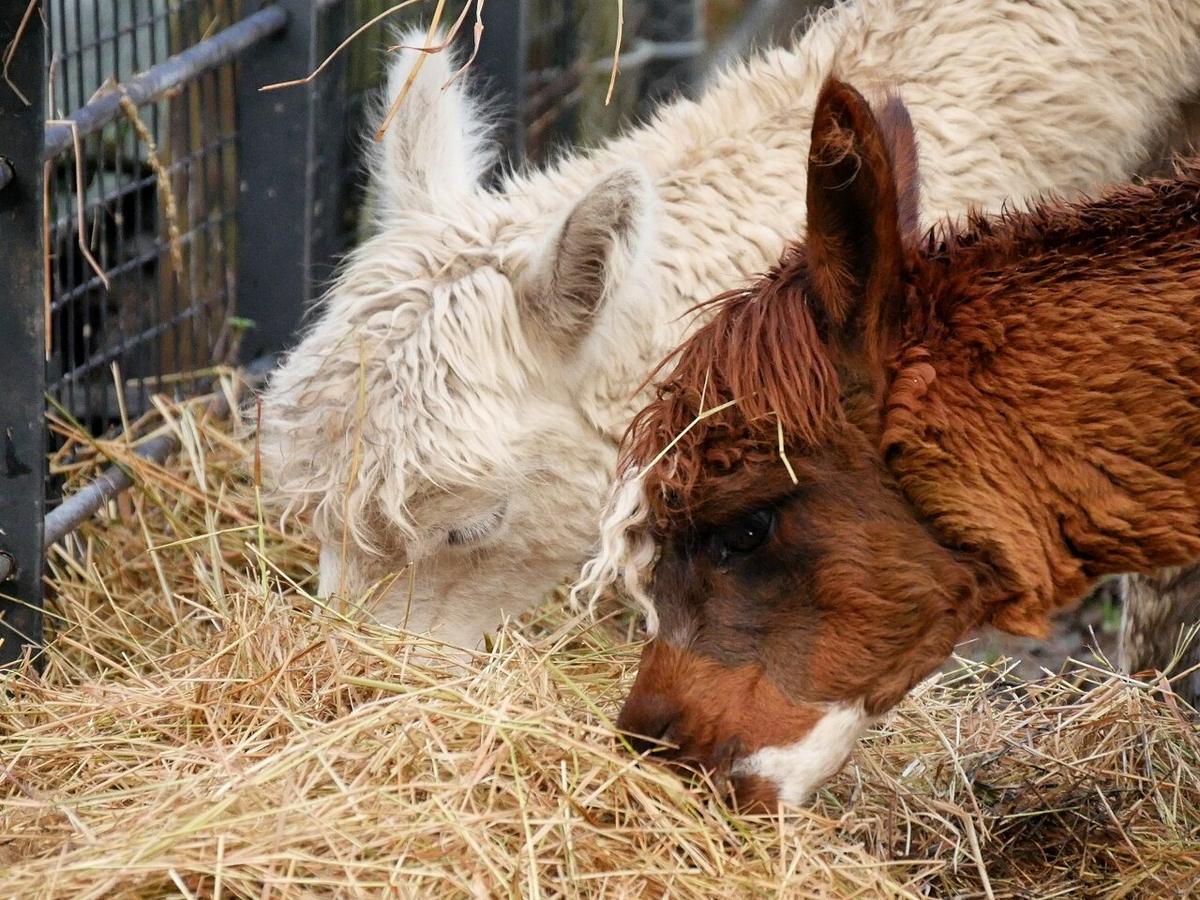 Heaton Park Animal Centre