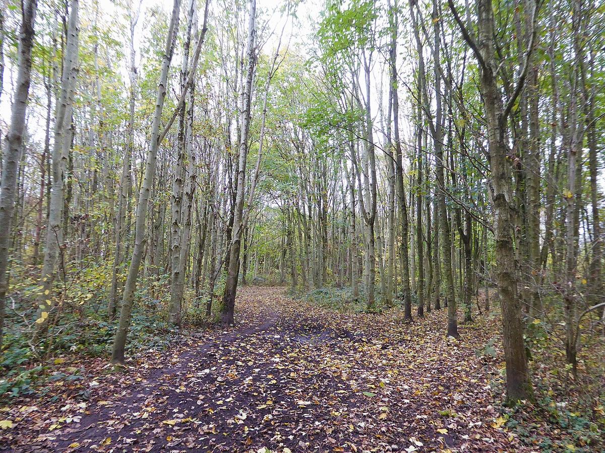 Sale West Woods