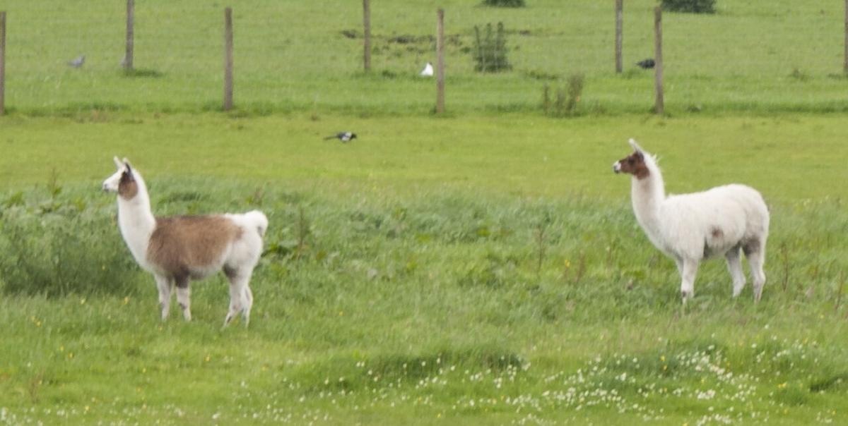 Smithills Open Farm