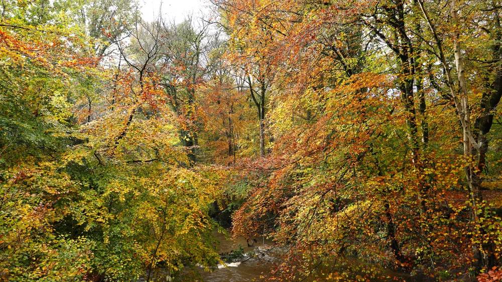 Arthur's Wood loop