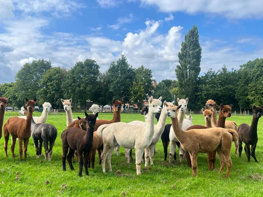 Cheshire Alpacas