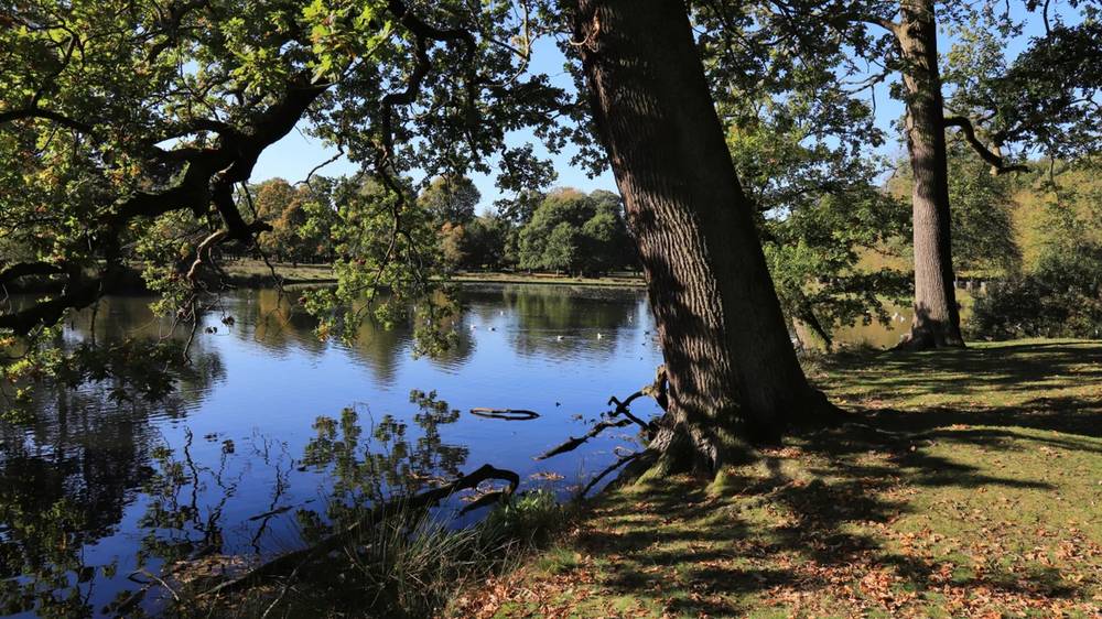 Dunham Massey deer park wellbeing walk