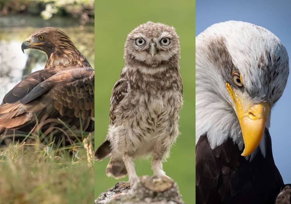Gauntlet Birds of Prey