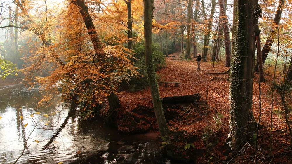 Quarry Bank Southern Woods walk