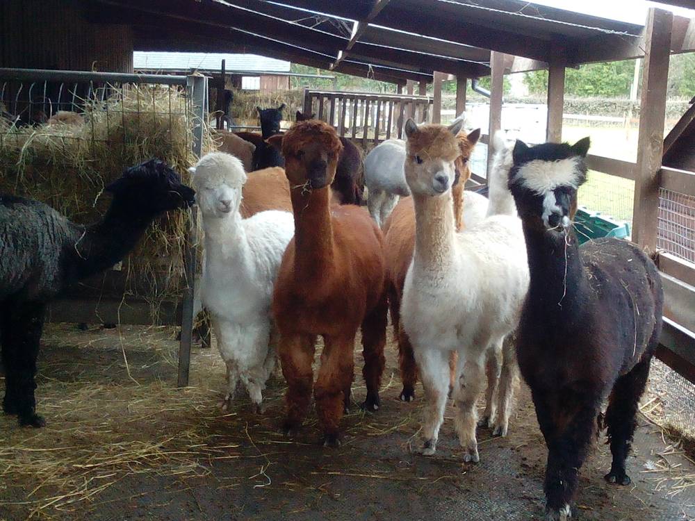White Peak Alpaca Farm