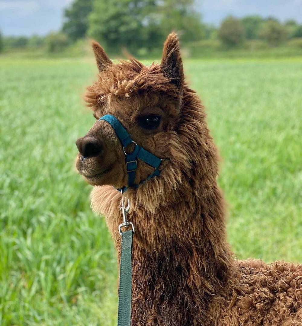 Woodlands Alpaca Farm